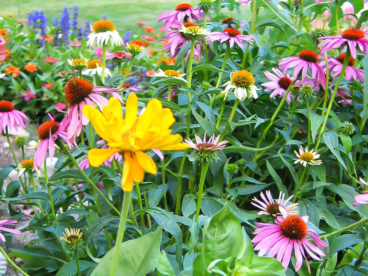 Bloom My Top 10 Favorite Flowers