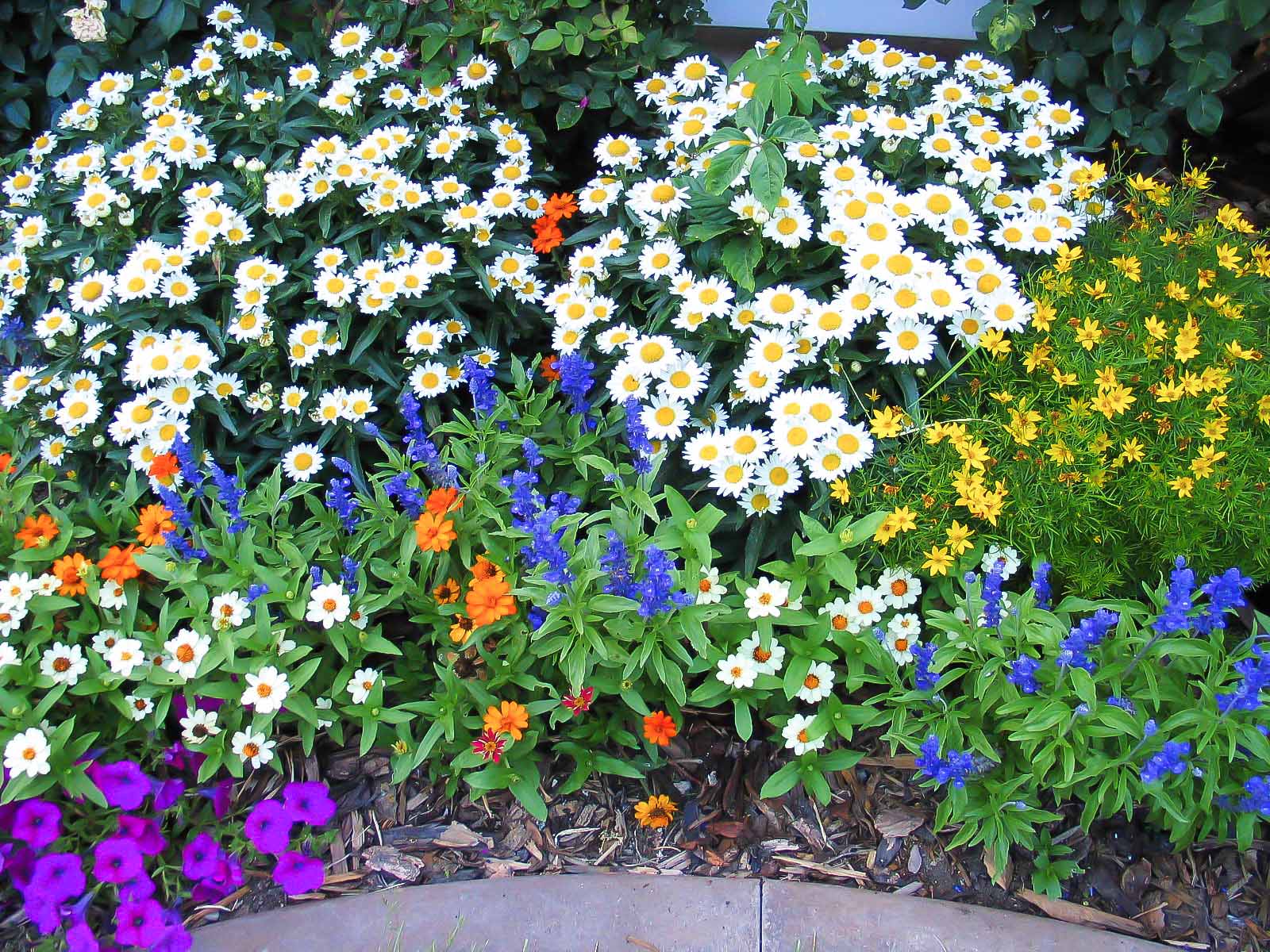 Bloom My Top 10 Favorite Flowers