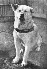 Chuken Hachiko