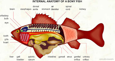 Fish Index: Internal Anatomy Of A Bony Fish