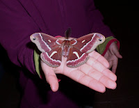 Redwood Moth