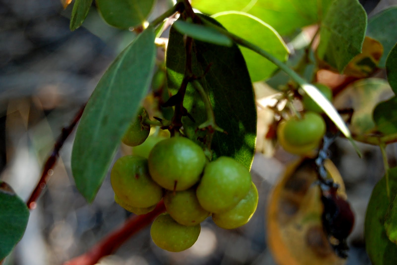 Manzanita Fruit