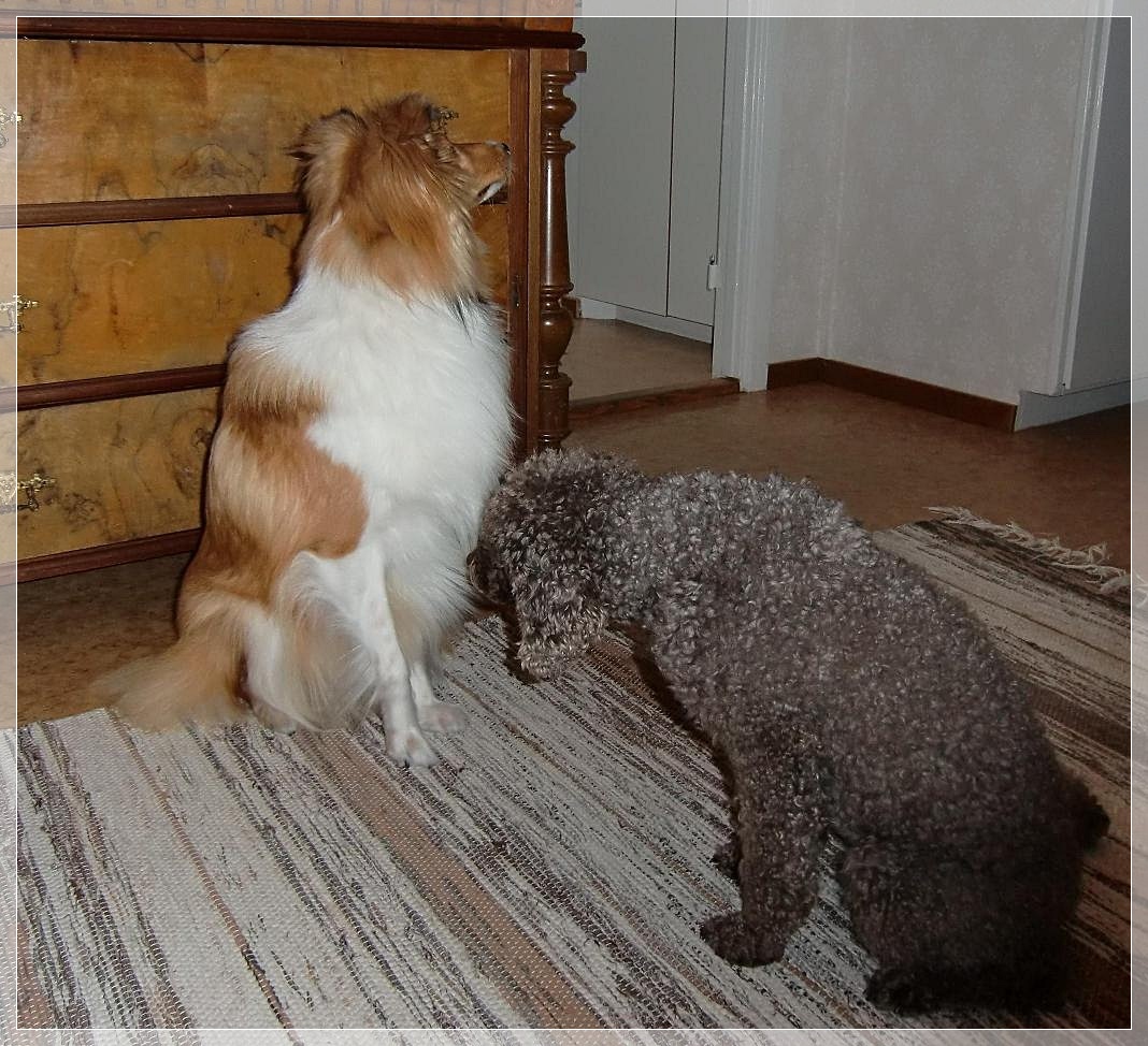 [milla+och+amigo2+ram.jpg]