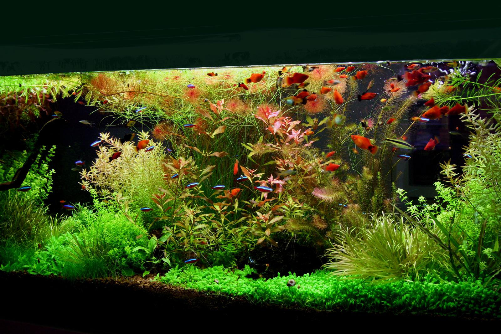 My 600l planted tank... Large Aquariums and Ponds Aquatic Plant Central