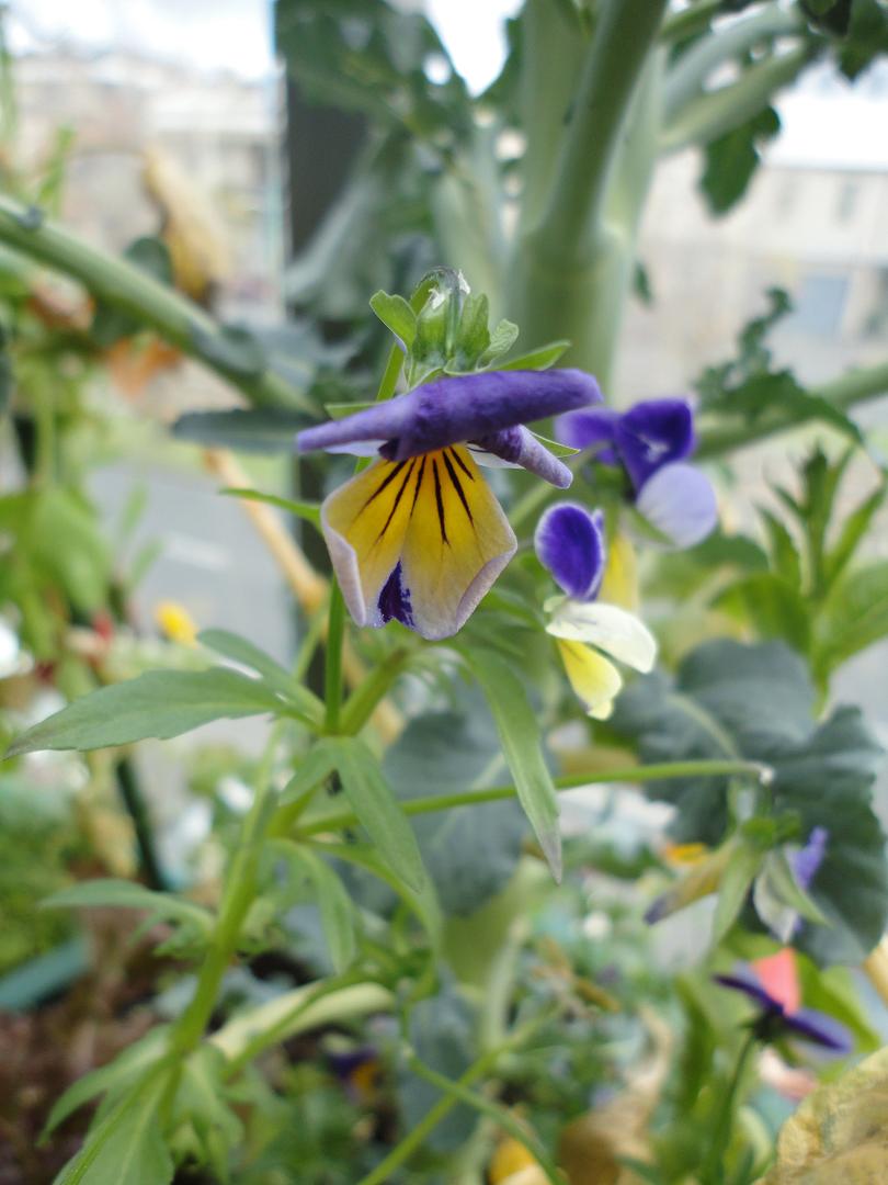 totally inept balcony gardener July 2010