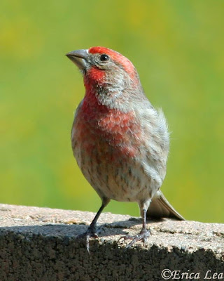 male house finch