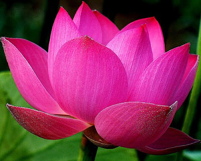 ''Semi aerial view of a lotus with all hues of pink dew drops 