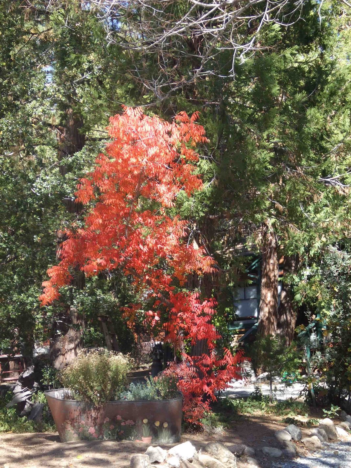 [Autumn07cSMALL.jpg]