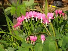 Bleeding Hearts