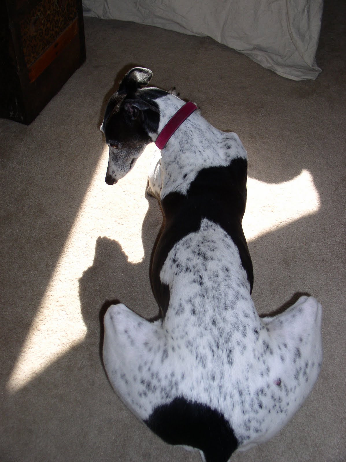 [harri+sunbeam+4.JPG]