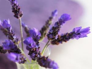 DiARi LaVeNdEr...