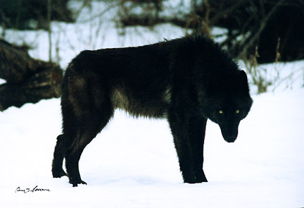 Black Wolf Black Wolf