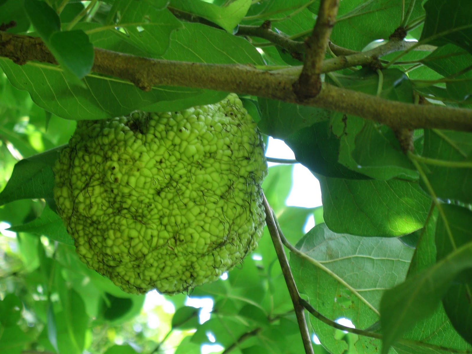 Pretty Little Nest This is a bodock