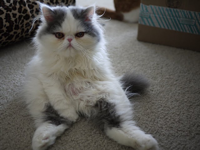 Mochi The Cat