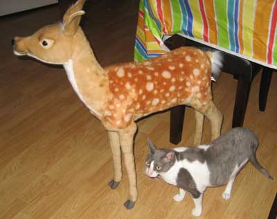 Catsparella: Cats Heart Deer, Deer Heart Cats