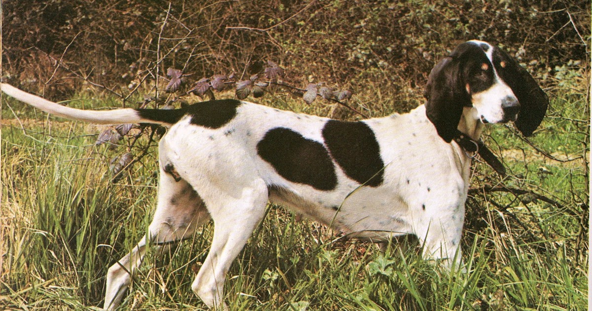 dressage et élevage de chien: Chien Arégeois dressage et élevage de chien: Chien Arégeois