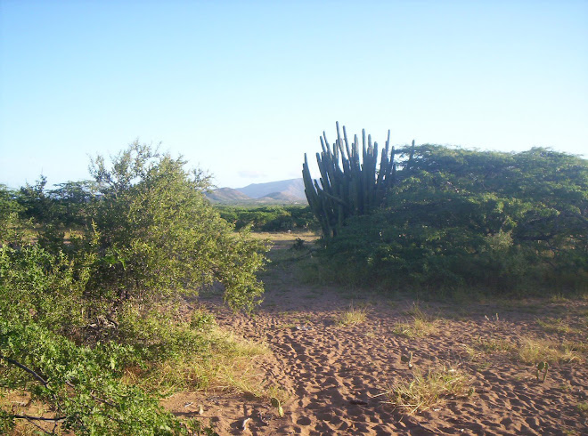 Caminos de IPAPÜLE