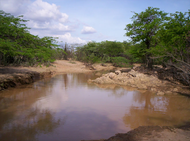 El anciano bosque de Ipapure en invierno