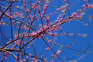 Kousa+dogwood+tree+diseases
