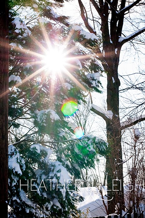 [Sun+tree.jpg]