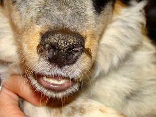 crusty nose crusty scabs on dogs ears images frompo crusty nose crusty scabs on dogs ears images frompo