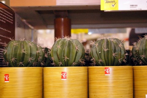 [Cactus's.JPG]