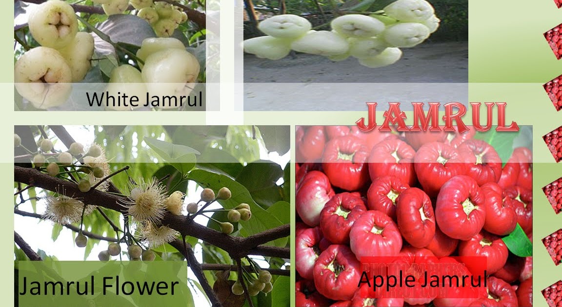 Fruits of Bangladesh JAMRUL