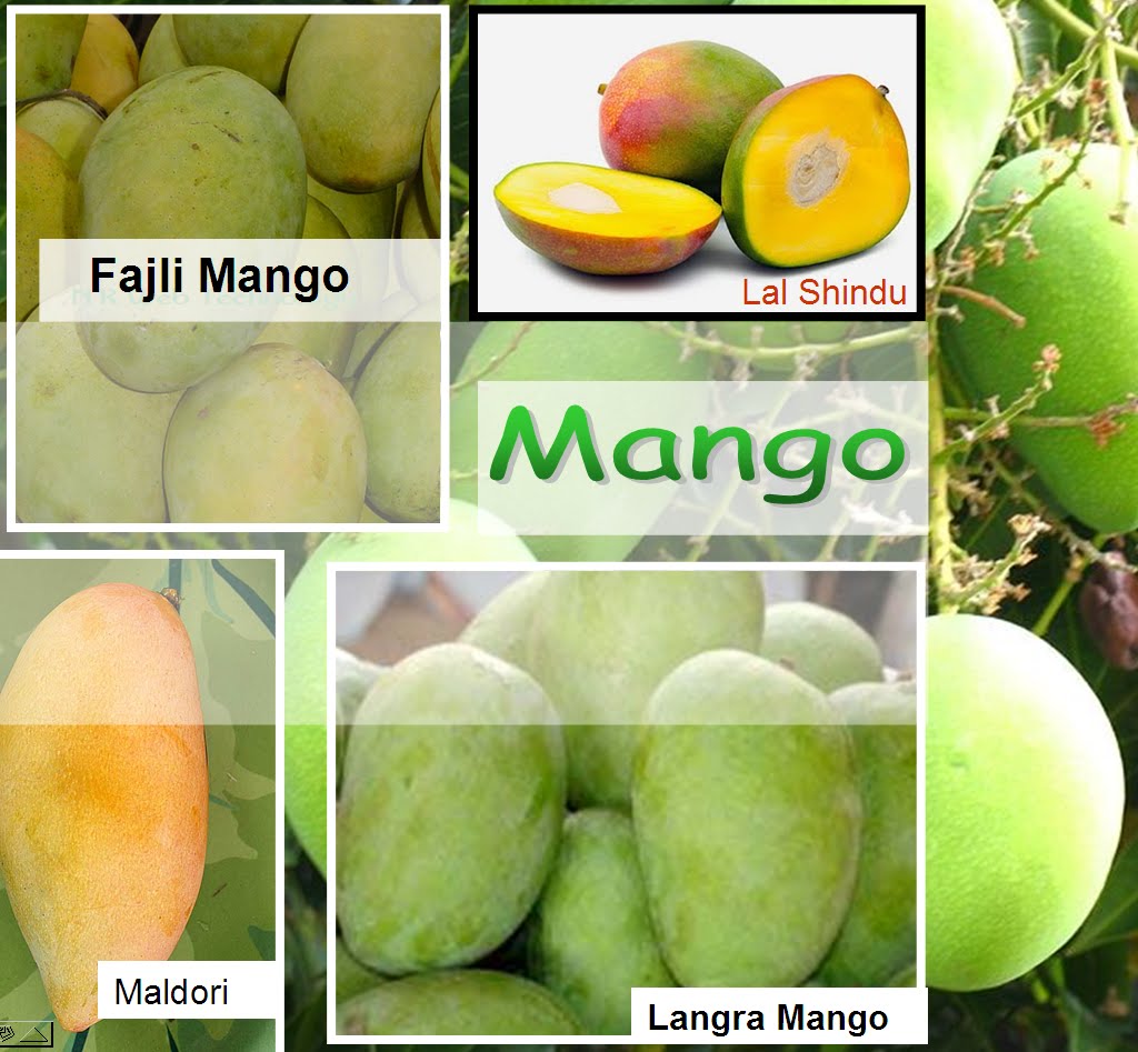 Fruits of Bangladesh Mango (king of fruits)