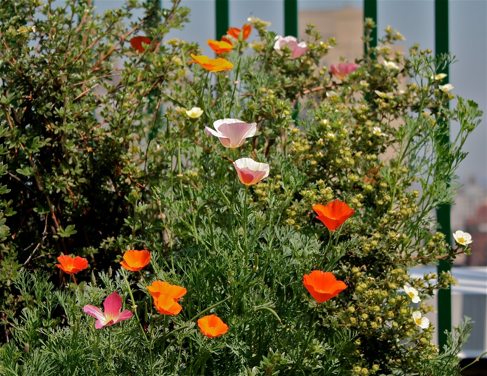 Totally Sustainable Edible Wild Plants Lindera Benzoin
