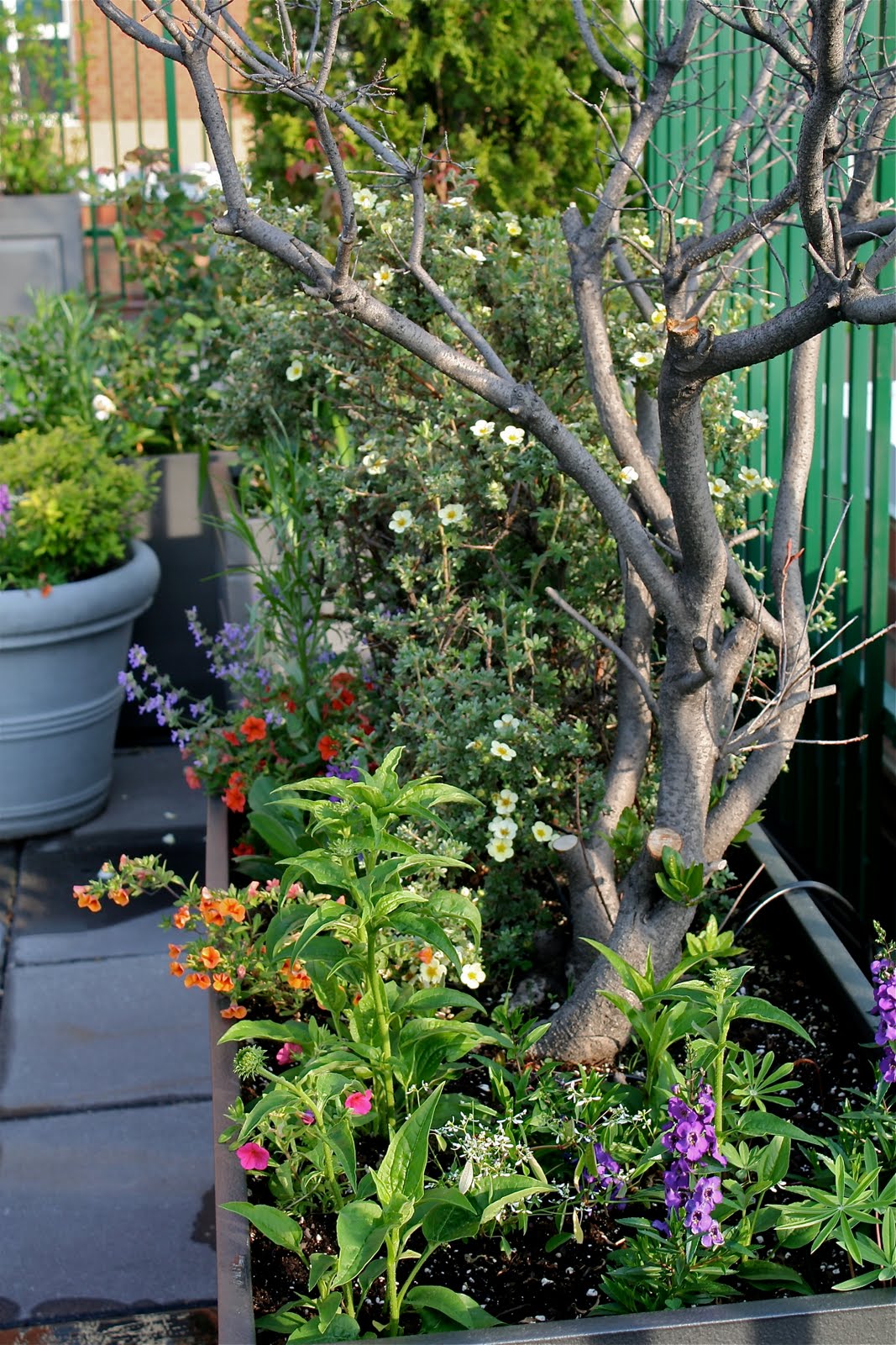 They Said It Was Dead. This Garden Created Real Luck Every Day
