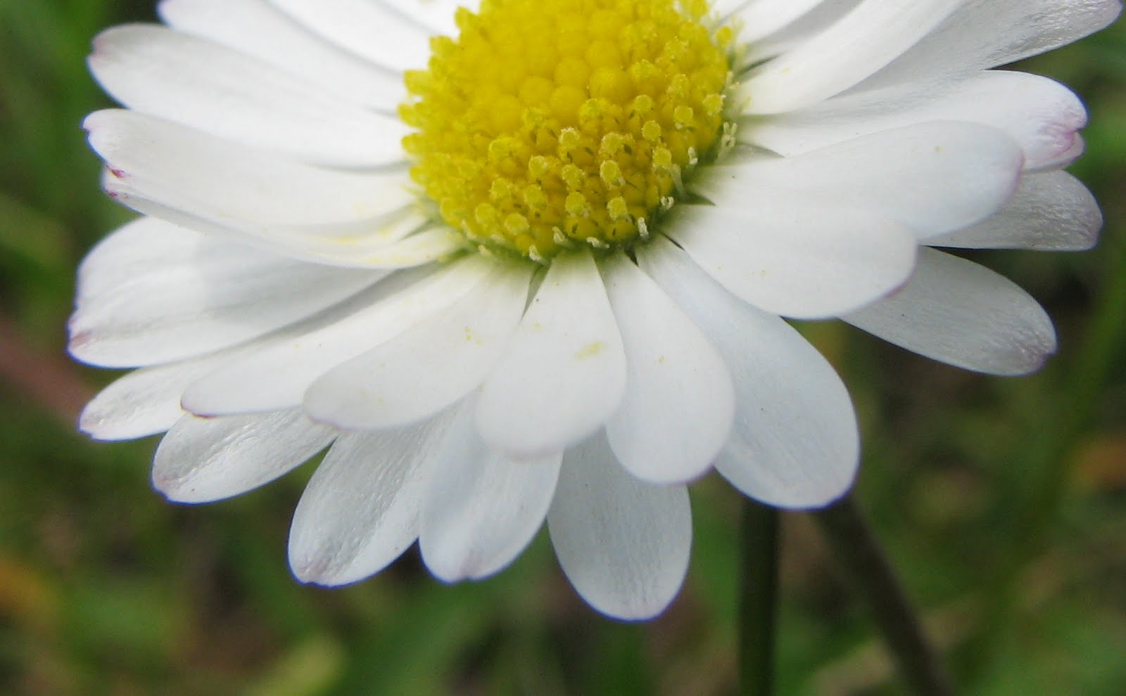 Wiggers World Common Daisy