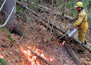Forest Fires in Canada