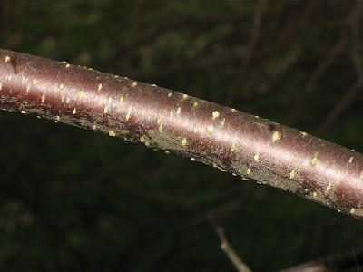 Cherry Bark