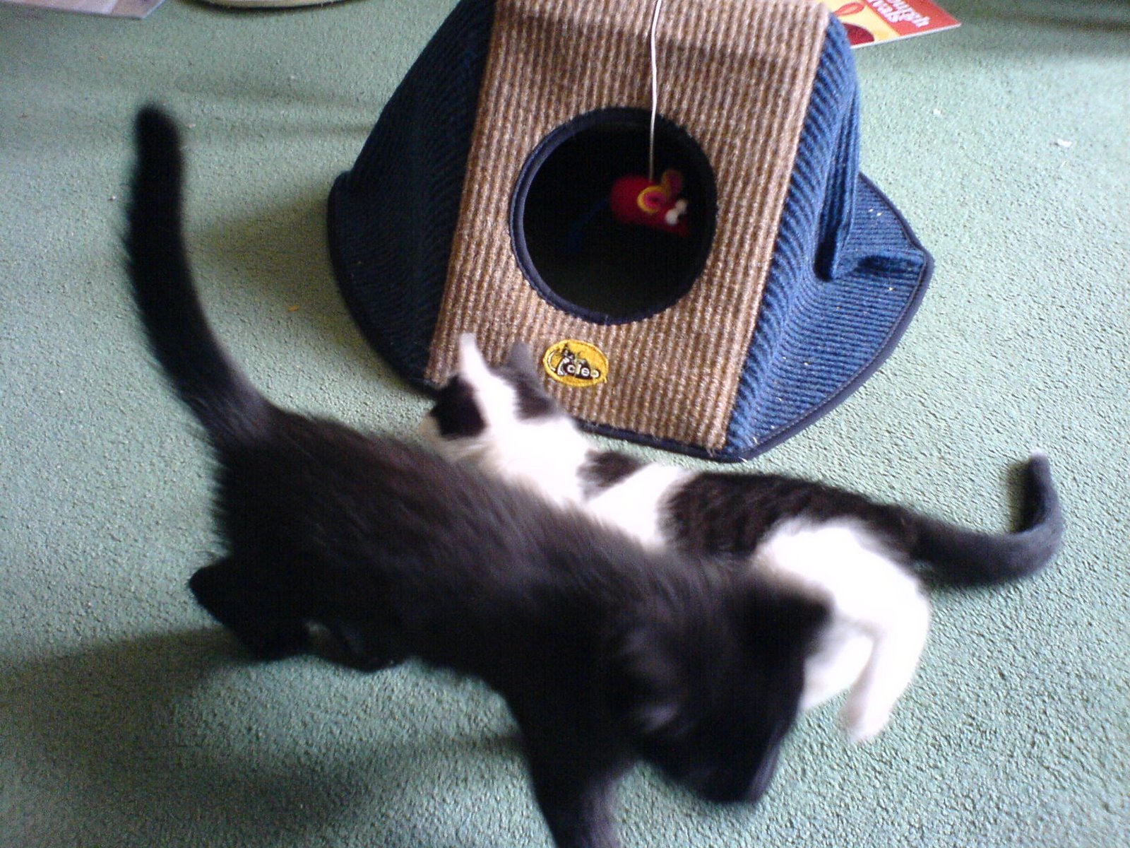 [Cameraphone+027.jpg]