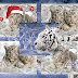 2010 White Tiger Calendars Wallpapers Pack