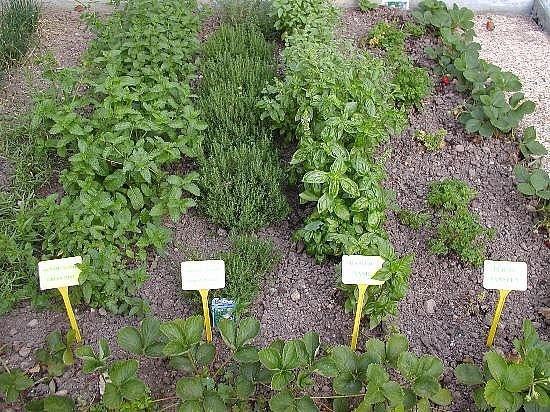 [Tips-On-Herb-Gardening-For-Beginners.jpg]