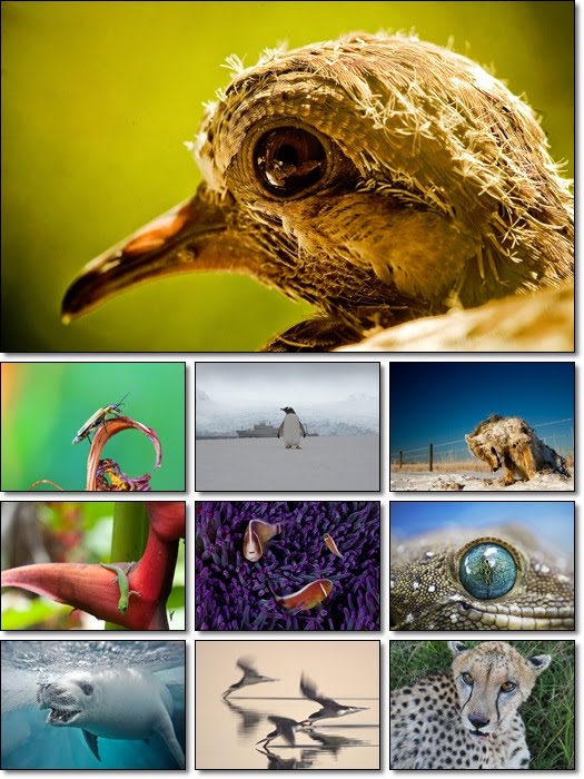 wallpaper national geographic. National Geographic Animals