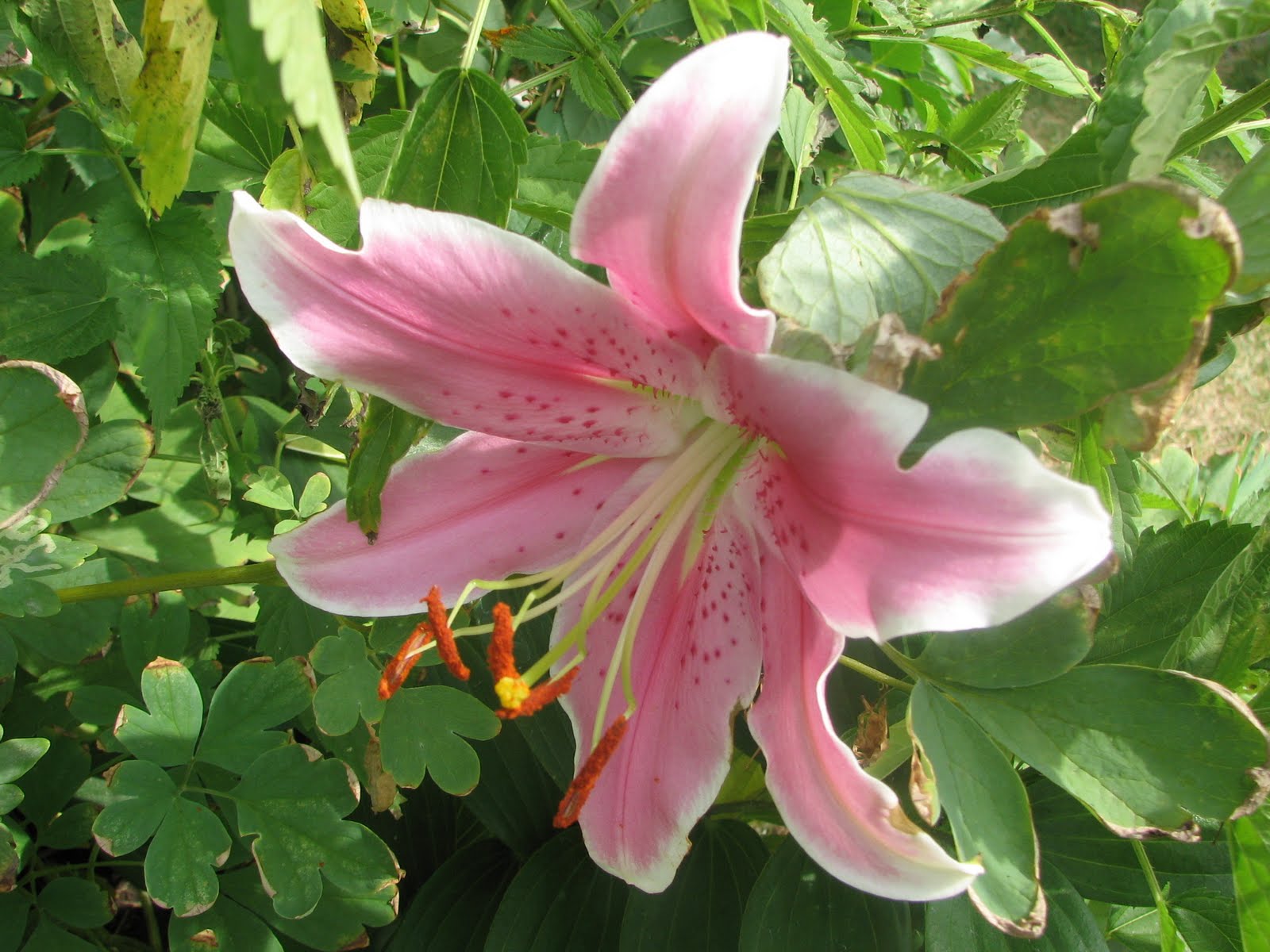 Living the Every Day Return of the Asian Lily Beetle