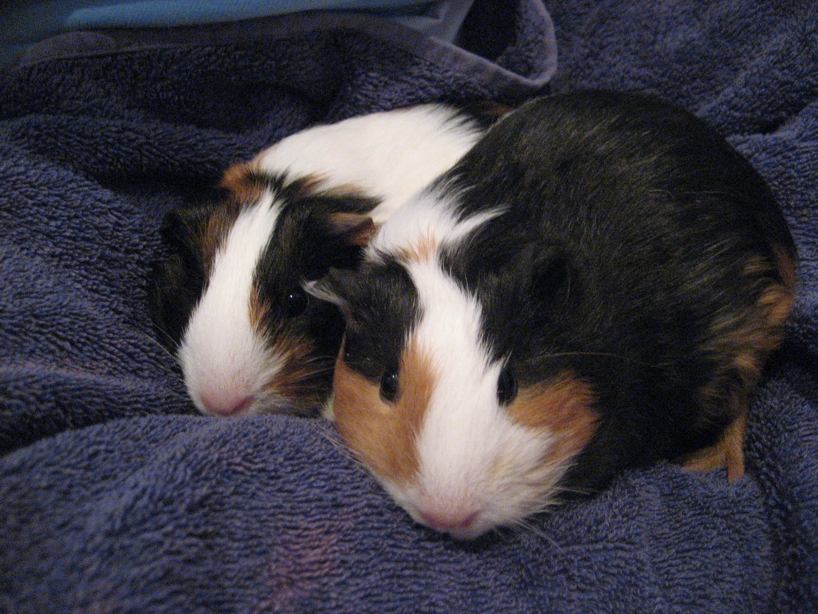 Cashin Cavies Our Guinea Pigs