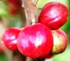 buah+mahkota+dewa