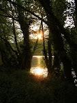 Reflejo