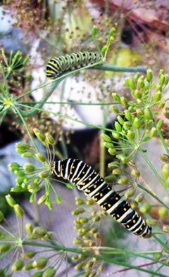 Caterpillar Garden