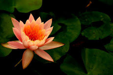 Peach Lotus Blossom
