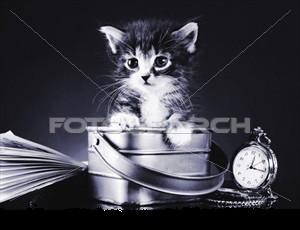 [kitten-bucket_~.JPG]