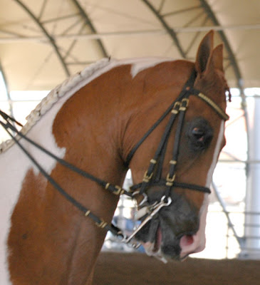 You always wonder what the horse is thinking With the ears back, You always wonder what the horse is thinking With the ears back,