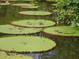 Victoria Regia no Rio Cautário.