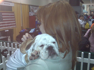 English Bulldog Rescue