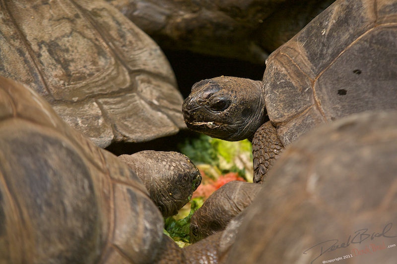 Derek Brad Photography Reptiles Philadelphia Zoo