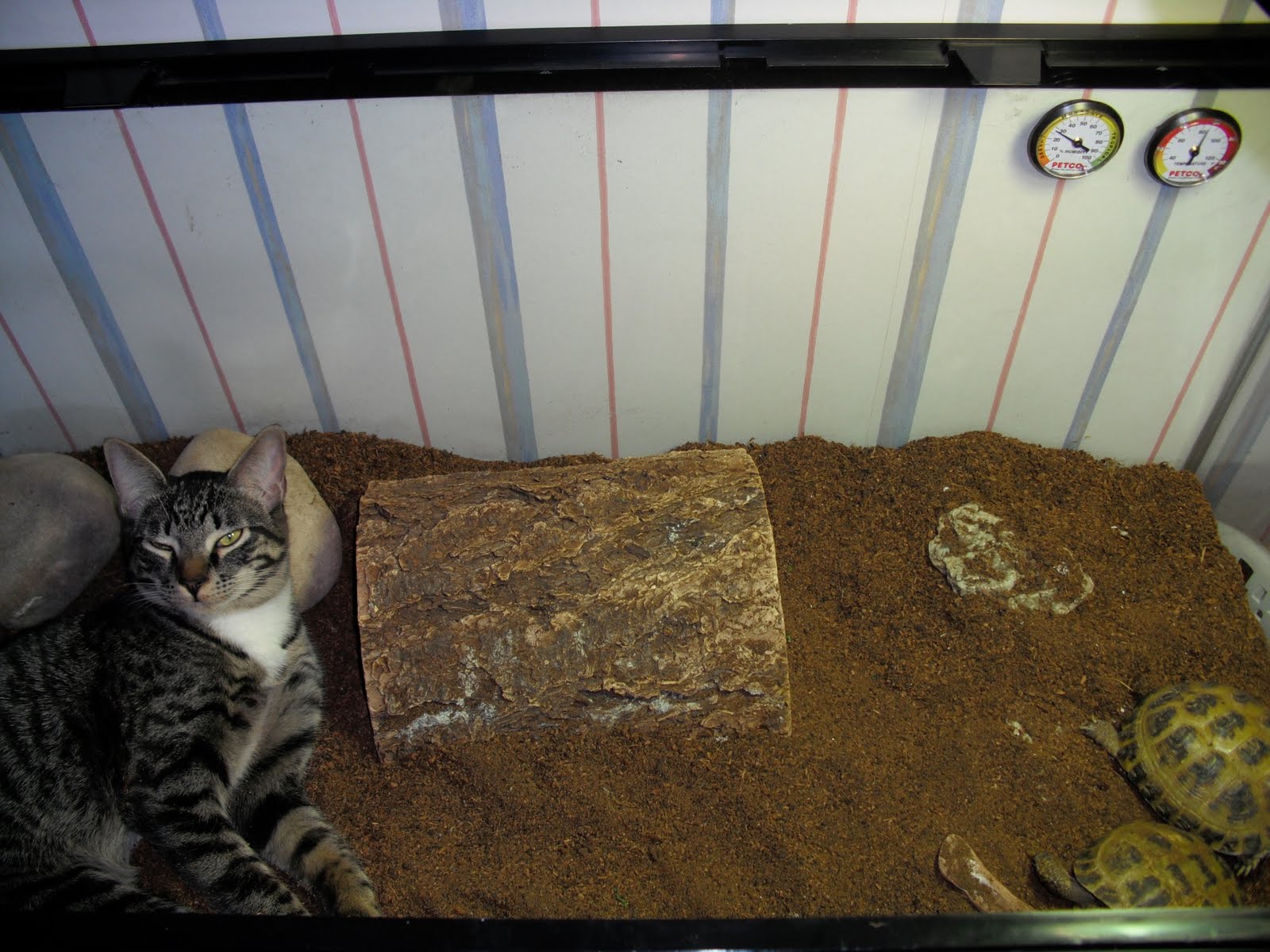 [Otis+with+tortoises.JPG]