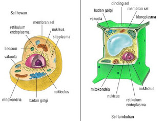 Sel Jaringan Organ Sistem Organ Sedang
